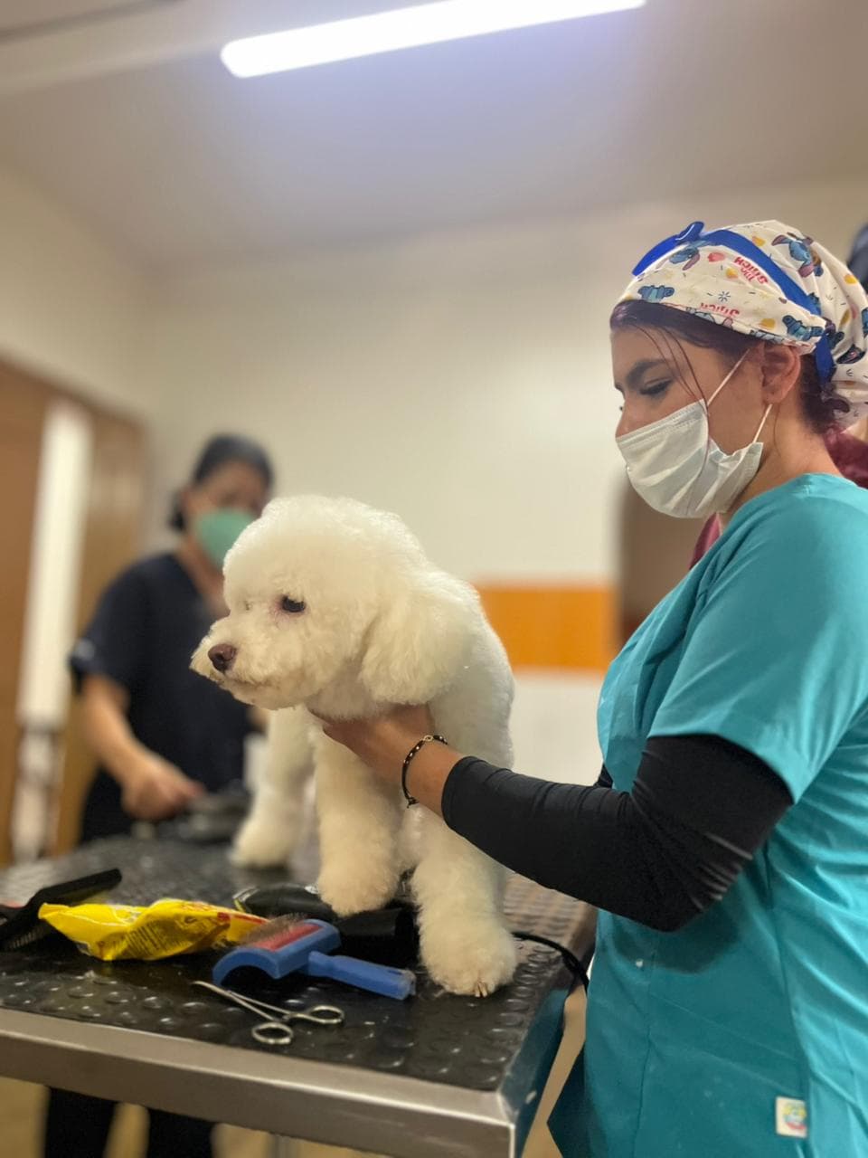 Diplomado en Peluqueria y Estetica Canina