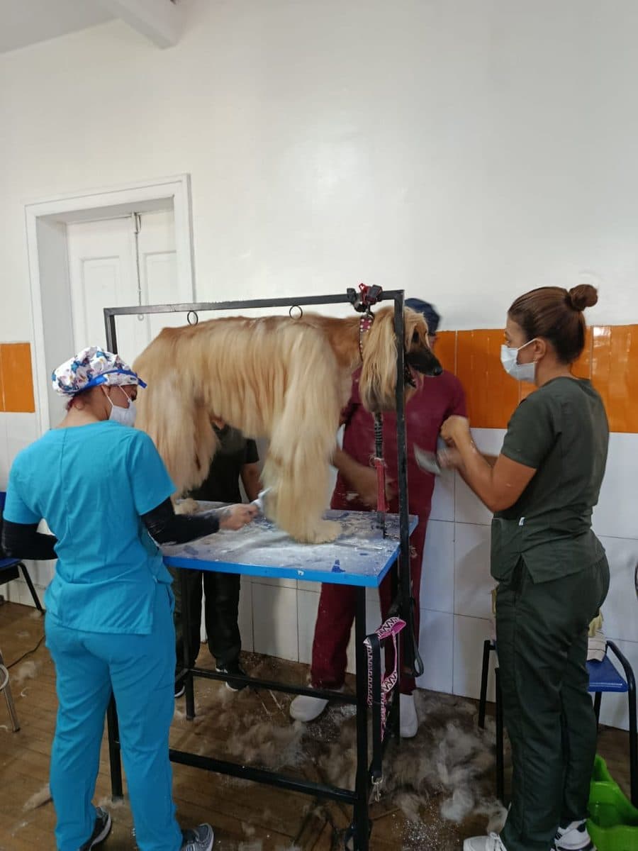 Groomer profesional INDECAP